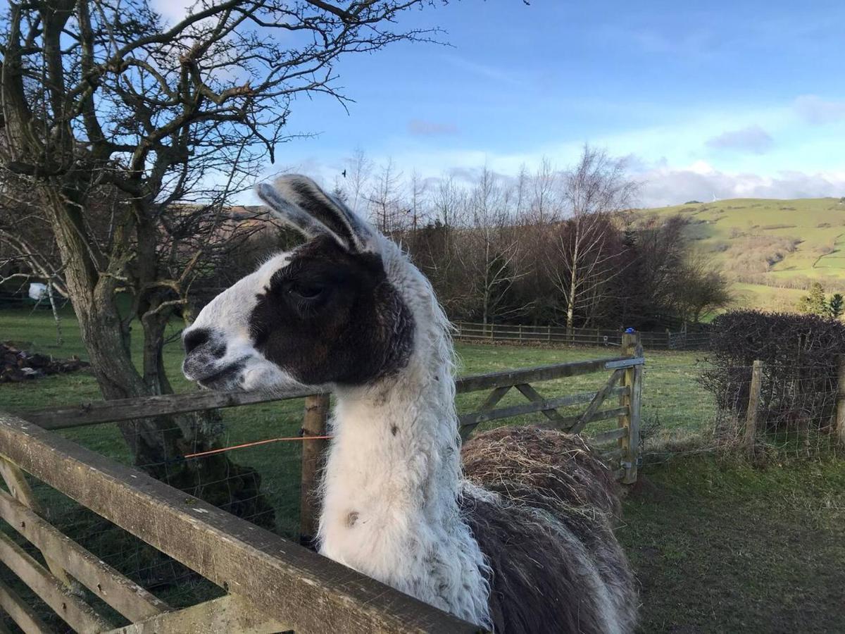 Cosy Cottage For Ecotourism Lovers Near Corwen Exteriör bild